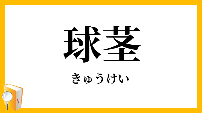 球茎
