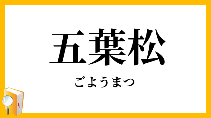 五葉松