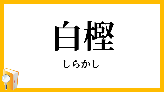 白樫