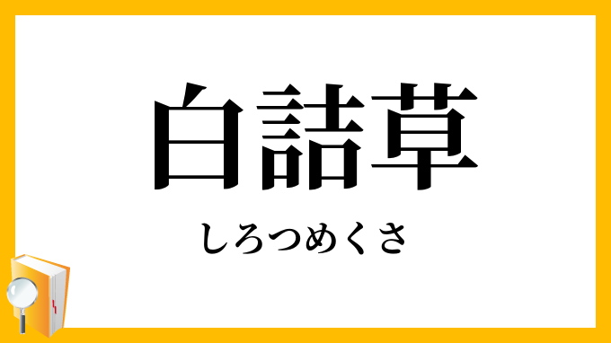 白詰草