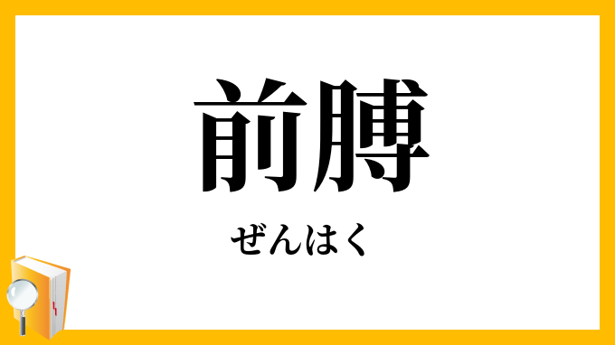 前膊