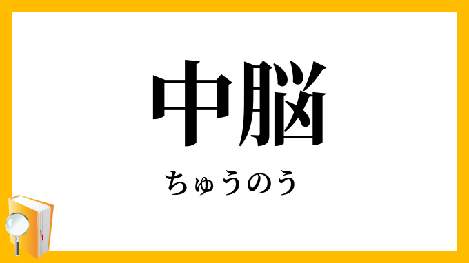 中脳