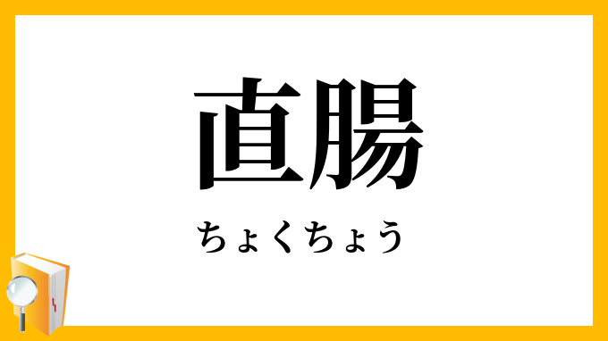 直腸