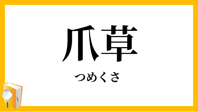 爪草