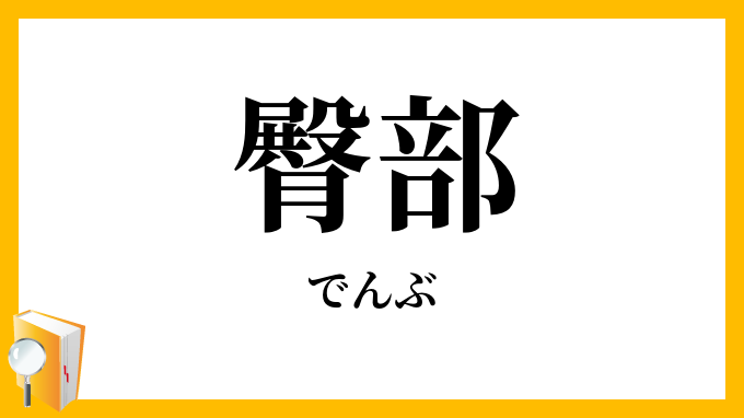 臀部