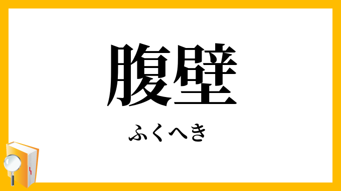 腹壁