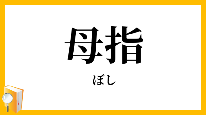 母指・拇指