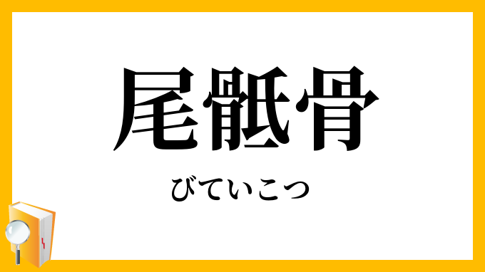尾骶骨
