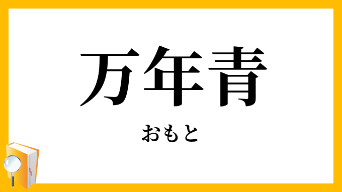 万年青