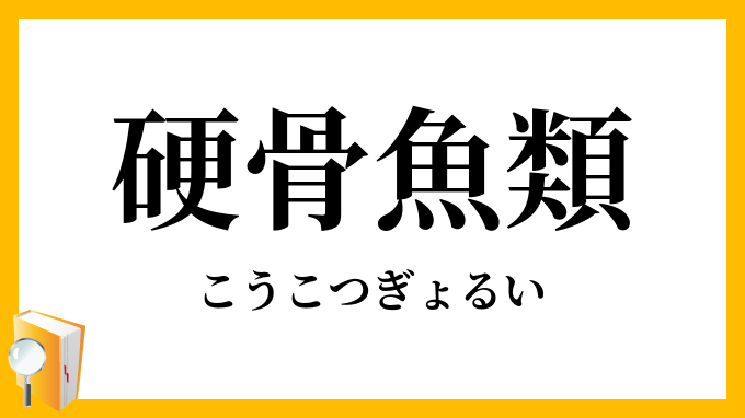 硬骨魚類