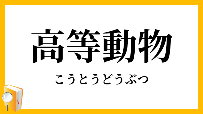 高等動物