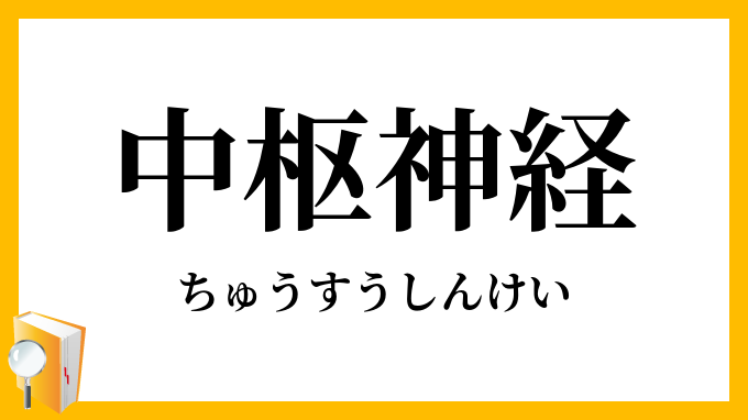 中枢神経