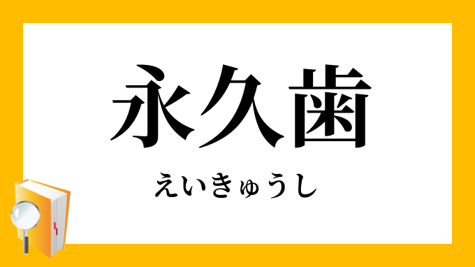 永久歯 えいきゅうし の意味